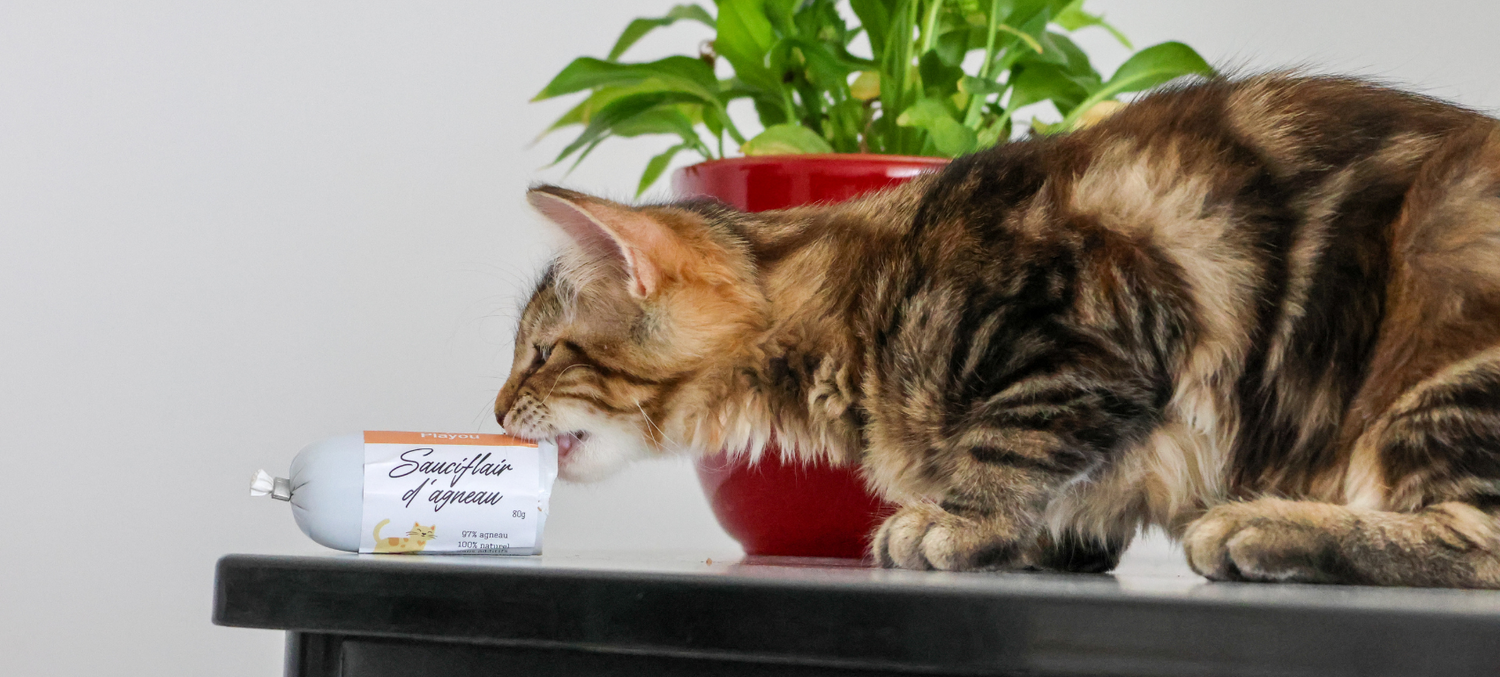 Friandise Naturelle pour Chat Récompense