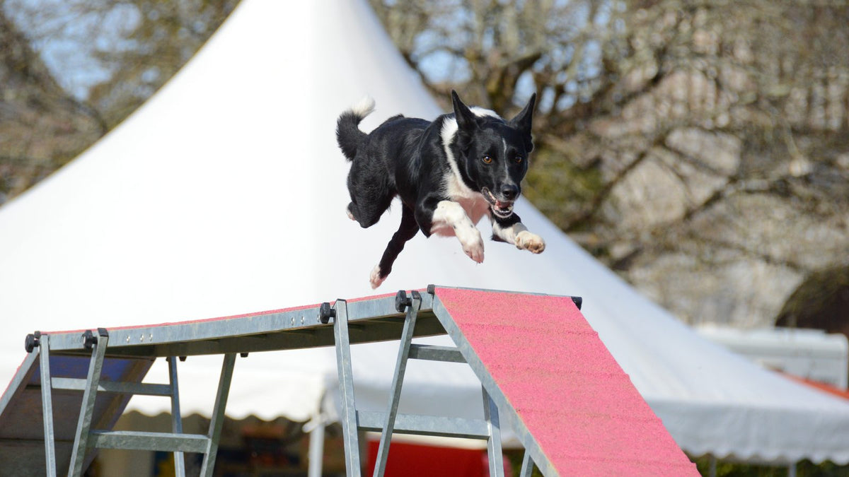 Chien noir et blanc bondissant au sommet de la palissade d'agility