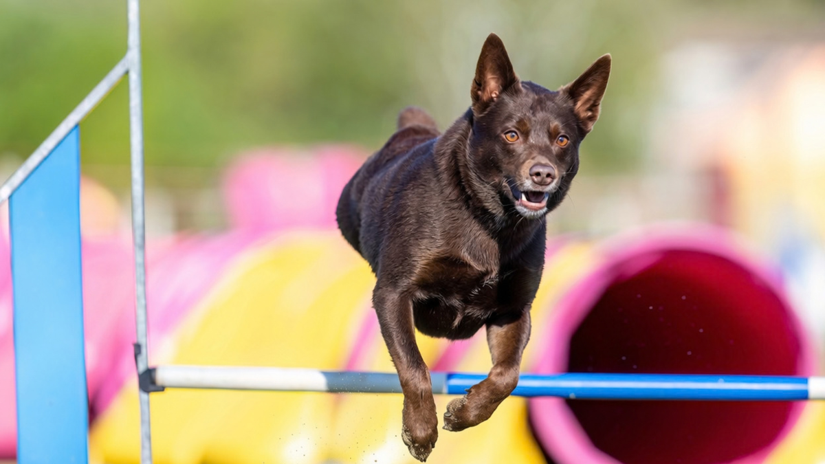 Chien marron qui saute une haie d'agility en Dordogne