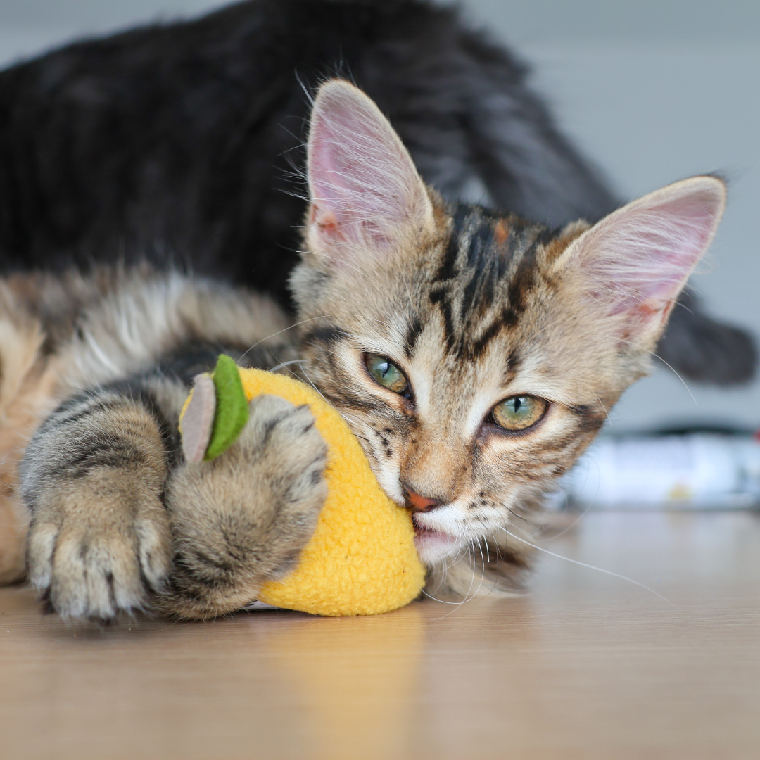 Pomme Citron