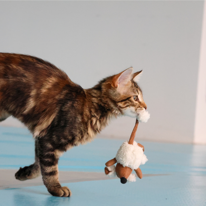 La Petite Souris